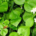 District’s 32nd annual native plants sale is Feb. 11