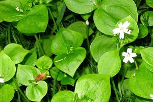 District’s 32nd annual native plants sale is Feb. 11