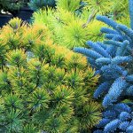 Dwarf conifers: Colorful ‘bones’ of the winter garden