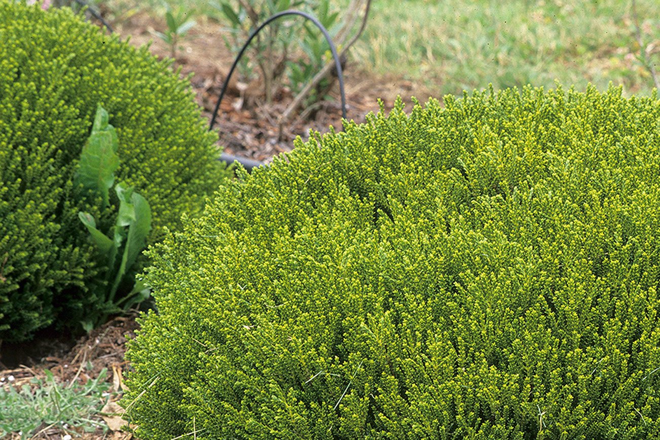 Great Plant Pick: Hebe 'Emerald Gem' | HeraldNet.com