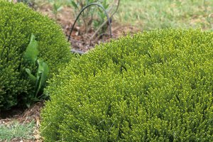 Great Plant Pick: Hebe ‘Emerald Gem’
