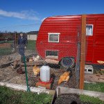 So you want to be a backyard farmer? This expo’s for you