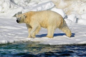 Polar bear plan doesn’t seek direct action on climate change