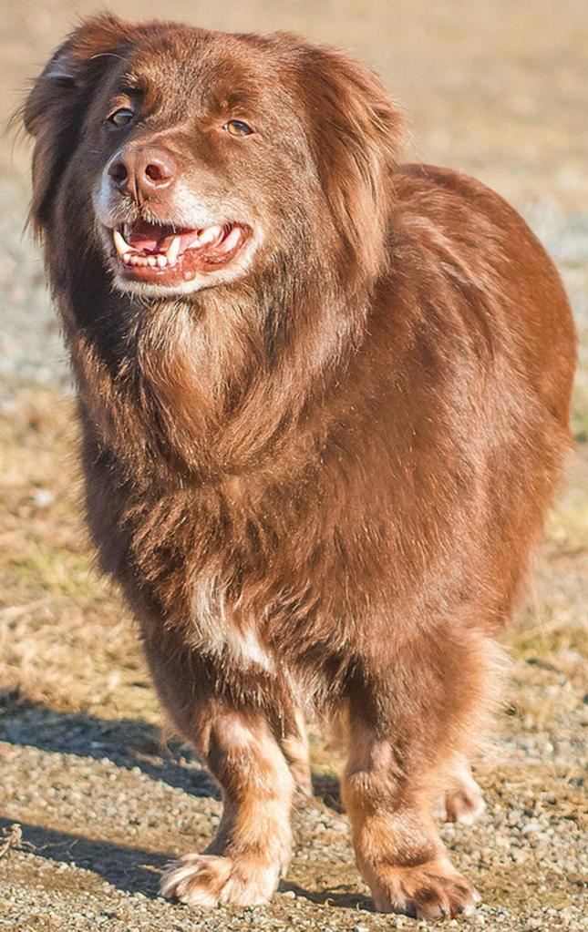 Taylor is a nice low rider. He will need an adult only home with out any small animals. He enjoys the company of other dogs and loves going for walks! Taylor is house trained and is ready for his new home. (Curt Story/Everett Animal Shelter)