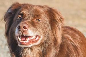 Dogs of all colors and breeds up for adoption at Everett Animal Shelter