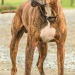 Zeus is a nice guy looking for a new home. He has lived with other dogs and children over the age of 12 years. He is house trained and knows some basic commands. He has not lived with cats and will need a feline free home. Zeus will make a great walking partner. (Curt Story/Everett Animal Shelter)