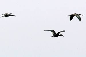 A legacy of the ‘Miracle on the Hudson’: 70,000 slain birds