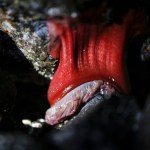 A red sea anenome clings to a rock near the Edmonds fishing pier on Tuesday, Feb. 7. (Ian Terry / The Herald)