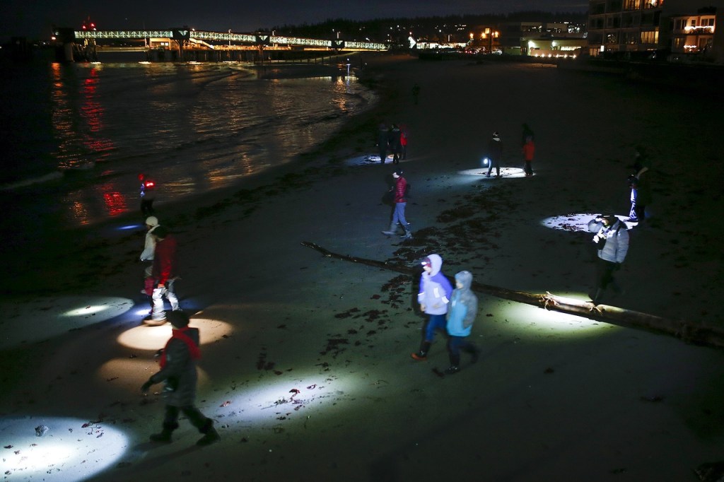 Beach walkers fan out to look for sea life as their flashlights illuminate patches of the Edmonds coastline on Tuesday, Feb. 7. (Ian Terry / The Herald)