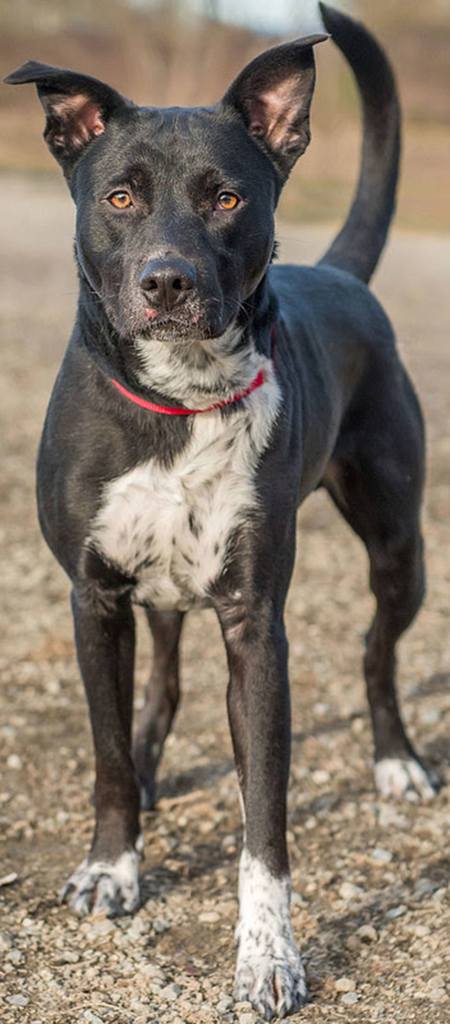 Bowie is a really fun dog! He knows some tricks and is ready for an active home. He loves going for walks and would make a great hiking or running partner. He will give chase to cats so will need a feline free home and a meet and greet with any resident dogs. Come meet this handsome young guy today. (Curt Story/Everett Animal Shelter)