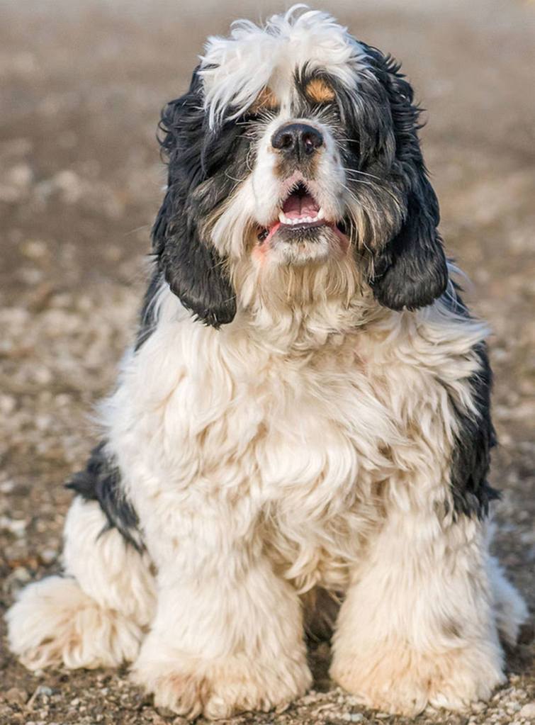Cooper is looking for a cocker spaniel experienced home. He is prone to ear infections and does not appreciate having them treated. He will need an adult only home with the resources to provide regular vet care and grooming. He seems to get along with other dogs and should be ok with cats after proper introductions. (Curt Story/Everett Animal Shelter)