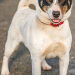 Gulliver is an active mid size dog. He needs to be the only pet in the home. This also means dog parks are out of the question. He is very people friendly and needs plenty of exercise! He may need a refresher course on house training but he is a fast learner. Come meet this unique looking guy today. (Curt Story/Everett Animal Shelter)