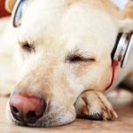 A labrador retriever relaxes while listening to music. (Thinkstock photo)