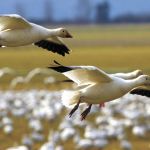 Snow geese travel thousands of miles from Russia&rsquo;s Wrangel Island to winter here. (Mike Benbow photo)