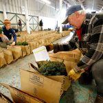Jim Weisenbach helps the Snohomish Conservation District get ready for the annual plant sale at the fairgrounds. Weisenbach enjoys the work as well as all the young people who participate. (Dan Bates / The Herald)