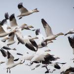 A flock of snow geese fly above the wetlands of Port Susan Bay on Monday, Feb. 20, 2017 in Stanwood, Wa. (Daniella Beccaria / The Herald)