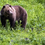 A grizzly bear is seen on July 6, 2011, near Beaver Lake in Yellowstone National Park, Wyoming. The National Park and U.S. Fish and Wildlife services have released a draft plan for reintroducing grizzlies into the North Cascades. (AP Photo / Jim Urquhart)