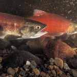 A pair of kokanee salmon are seen on Nov. 16, 2012 in Ebright Creek just east of Lake Sammamish. Efforts to help restore natural habitat have helped kokanee reclaim breeding grounds around Lake Sammamish but similar projects are lagging at nearby Lake Washington where populations are heavily depleted. (Courtesy of Roger Tabor, US Fish and Wildlife Service)