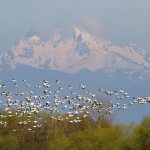 A large flock of geese over Three Fingers Mountain. (Mike Benbow photo)