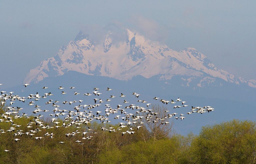 A large flock of geese over Three Fingers Mountain. (Mike Benbow photo)