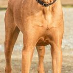 Leo is a special young dog looking for just the right home. He is very big and frightens easily. Our volunteer team has been working with him and he is ready to start looking for his new home. Leo&rsquo;s new home will need a home experienced with Great Danes and fearful dogs. He will need an adult only home and all family members will need to come in and meet him. Leo has in the past tried to live with other dogs and he has decided that is not for him. He has not been around cats and at this point we are recommending a feline free home. Once Leo warms up he will be your best friend and is a very goofy dog. He knows lots of little tricks and commands and is even house trained. Leo has great potential and is a very stunning dog. (Curt Story / Everett Animal Shelter)