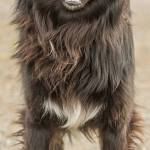 Manda is a very active Border Collie looking for an adult only home. She cannot live with cats and will need a meet and greet with any resident canines prior to adoption. She can be mouthy when playing and will bark at visitors. Manda will need a fenced yard or to be taken out on leash because she will run off. If you are looking for a hiking or running partner come meet Manda today! (Curt Story / Everett Animal Shelter)