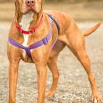 Meena is a happy, silly, smart well behaved dog that is looking for a home that is familiar with separation anxiety. She has lived with kids and other dogs. She has also lived with cats but she likely to chase them at first so very slow introductions are a must. She cannot live with small animals such as rabbits, chicken or ferrets. Her new home must have another dog that can be best friends with Meena so a meet and greet prior to adoption is required. Meena needs a family that is committed to helping her manage her severe separation anxiety. If you are familiar with separation anxiety and have a plan in place to help this wonderful dog be happy and healthy come meet Meena today! (Curt Story / Everett Animal Shelter)