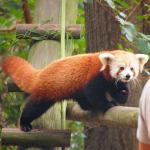 Sunny escaped from her enclosure at the Norfolk, Virginia, zoo almost two weeks ago. (Virginia Zoo)