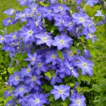 Clematis &ldquo;Brother Stefan&rdquo; is a deciduous vine with blue flowers that are rimmed with ruffled edges. (Proven Winners photo)