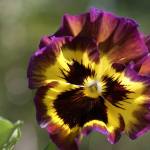 Pansy &ldquo;Fizzy Lemonberry&rdquo; produces blooms that vary from deep to light purple, with yellow and a frilly purple picotee edge. (Flickr photo)