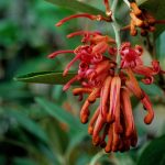 Grevillea victoriae, also known as royal grevillea, is a broadleaf evergreen shrub with hanging pendant clusters of beak-like red-orange buds. (Richie Steffens)