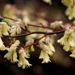 Richie Steffen photo                                Corylopsis pauciflora, or buttercup winterhazel, have hanging pastel yellow flowers that appear to glow like little lanterns.