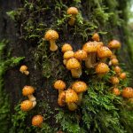 In this Sept. 2015 photo, fungi grows on a tree along the Woody Trail at Wallace Falls State Park near Gold Bar. (Ian Terry / Herald file)