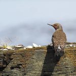 Flickers are a common sight in Washington. (Mike Benbow photo)