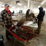 Jim Weisenbach helps the Snohomish Conservation District get ready for the annual plant sale at the fairgrounds. Weisenbach enjoys the work as well as all the young people who participate. (Dan Bates / The Herald)