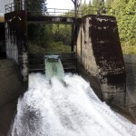 The diversion dam on the Sultan River, before revisions were made to allow fish access to 6 miles of habitat upstream. (Courtesy of the Snohomish County PUD)