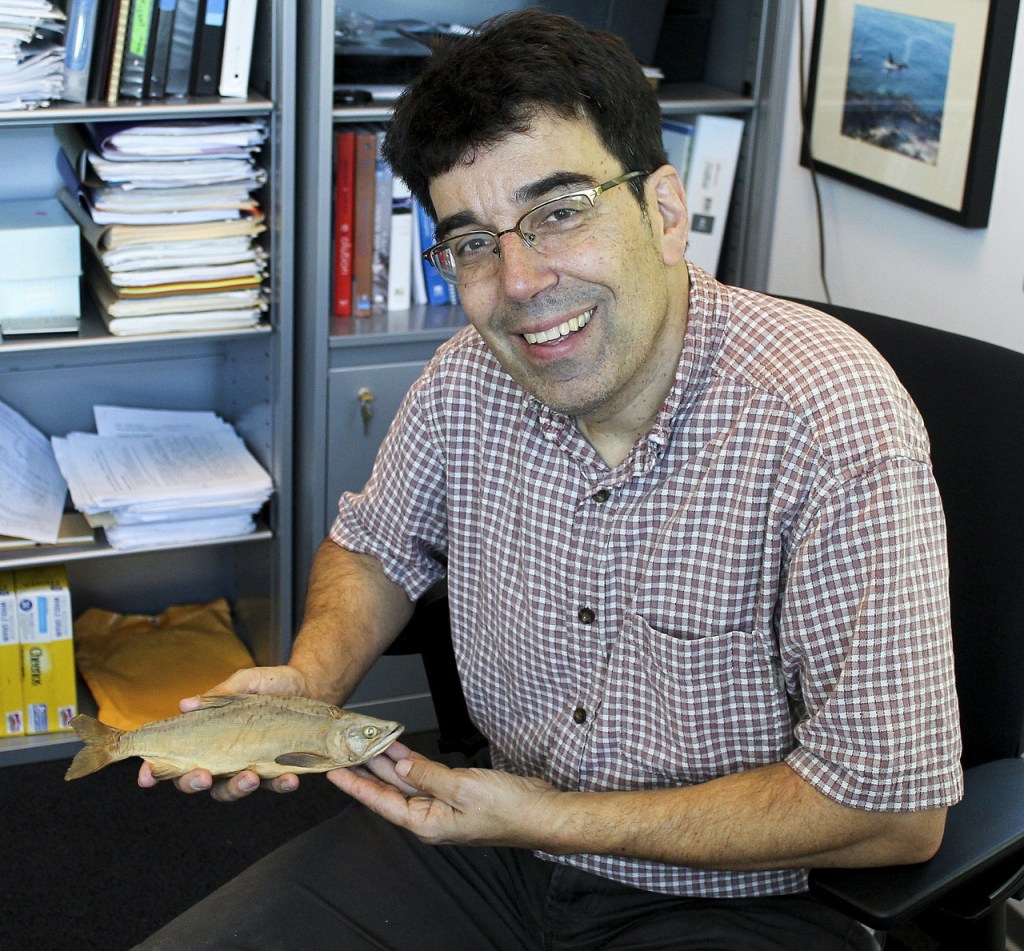 Dr. Jeff Jensen holds a Lake Washington Kokanee sample from 1888. He plans to use the Smithsonian find as a way to compare DNA from any Kokanee-looking fish that might turn up in Lake Washington streams. (Celeste Gracey / Special to the Reporter)