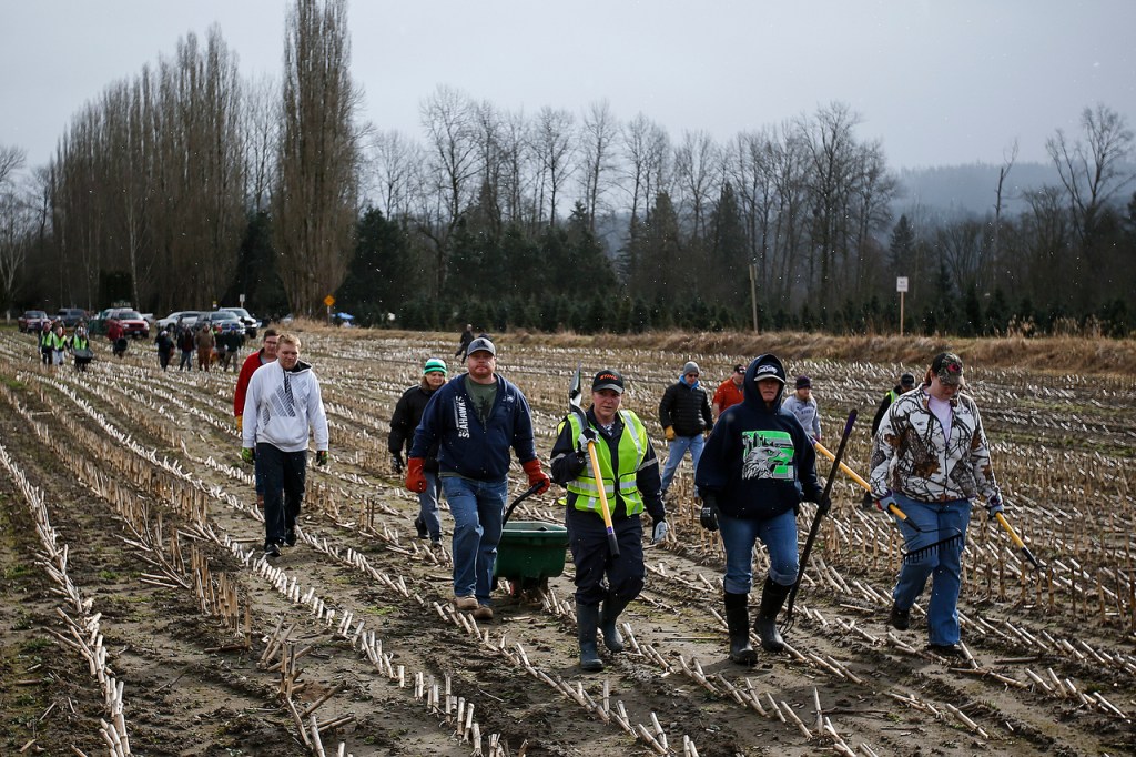 Volunteers walk across a field toward a former homeless encampment off of Niederle Road near Monroe on Saturday. (Ian Terry / The Herald)