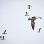 Snow geese take flight off Boe road at Port Susan Bay on Monday, Feb. 20, 2017 in Stanwood, Wa. (Daniella Beccaria / The Herald)