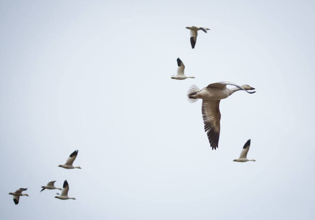 Snow geese take flight off Boe road at Port Susan Bay on Monday, Feb. 20, 2017 in Stanwood, Wa. (Daniella Beccaria / The Herald)