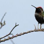 Anna&rsquo;s hummingbirds spend the winter here. (Mike Benbow photo)