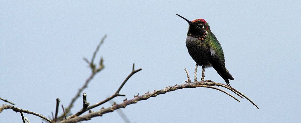 Anna&rsquo;s hummingbirds spend the winter here. (Mike Benbow photo)