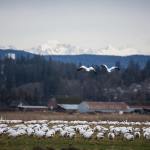 The North Cascades form a backdrop for snow geese feeding off Boe Road in Stanwood on Monday.