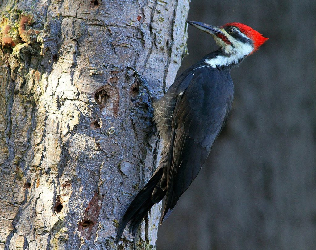 With their red Mohawk, pileated woodpeckers are a dramatic sight. (Mike Benbow photo)
