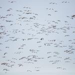 Thousands of snow geese swarm off Boe road at Port Susan Bay on Monday, Feb. 20, 2017 in Stanwood, Wa. (Daniella Beccaria / The Herald)