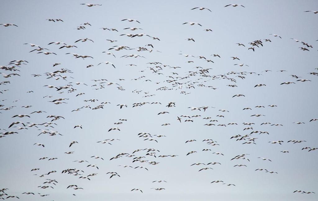 Thousands of snow geese swarm off Boe road at Port Susan Bay on Monday, Feb. 20, 2017 in Stanwood, Wa. (Daniella Beccaria / The Herald)