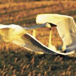 A pair of swans heads home at sunset. (Mike Benbow photo)