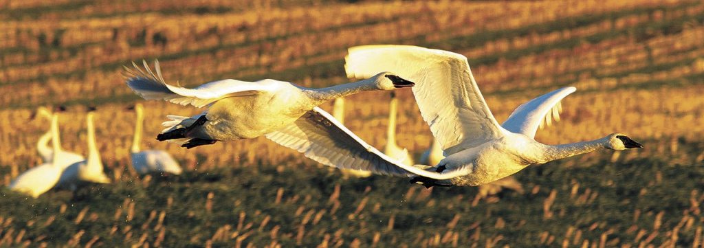 A pair of swans heads home at sunset. (Mike Benbow photo)