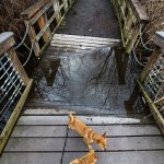 Two dogs play near a flooded area of the walkway at Scriber Lake Park on Thursday, Feb. 16 in Lynnwood. (Daniella Beccaria / The Herald)