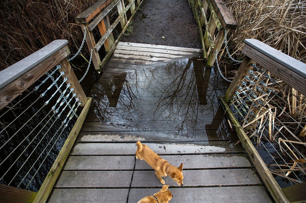 Two dogs play near a flooded area of the walkway at Scriber Lake Park on Thursday, Feb. 16 in Lynnwood. (Daniella Beccaria / The Herald)